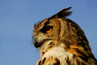 Elément décoratif - Oiseau chasseur