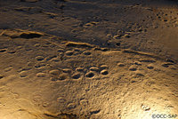 Traces de dinossaures en ajoie