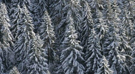 Elément décoratif - Forêt de sapins en hiver