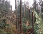 Dégâts de tempête