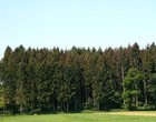 Attaque bostryche en forêt