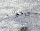 Chevaux dans la neige, Bellelay