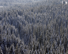 Forêt hivernale