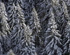 Forêt hivernale