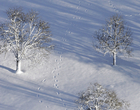 Franches-Montagnes
