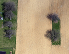 La solitude de l'arbre... 