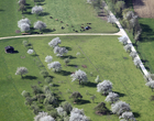 La Baroche, vergers au printemps
