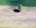 Un arbre... 