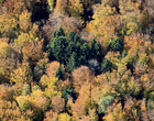 Forêt jurassienne en automne