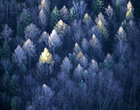 Forêt d'automne