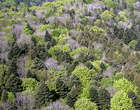 En forêt