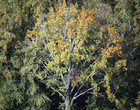 Couleurs d'automne