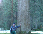 Sapin, commune de Saignelégier