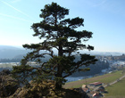 Pin, commune de Saint-Brais