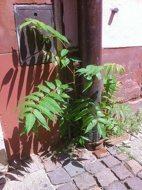 Ailante poussant dans l'interstice d'un mur et du trottoir, jeune arbre mais avec les feuilles bien développées