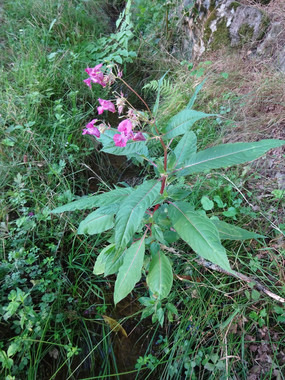 Plant d'impatience au bord d'un fossé humide. L'impatiente est en fleur, ses fleurs sont roses et on aperçoit les feuilles groupées par 3 autour de la tige rouge. 