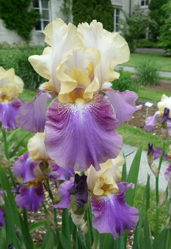 Iris en fleurs