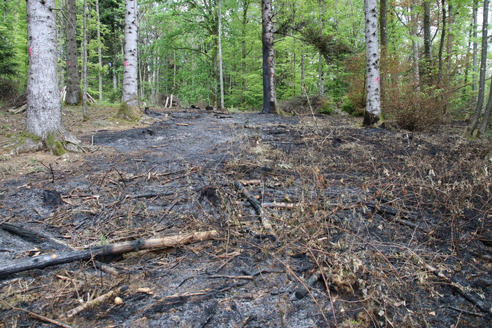 Forêt incendiée