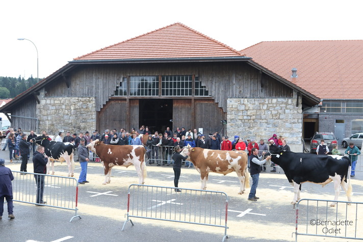 Marché-Concours de taureaux