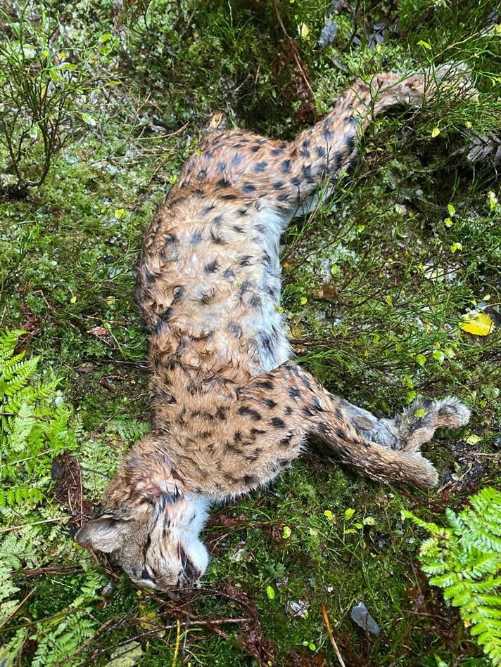 Lynx tué