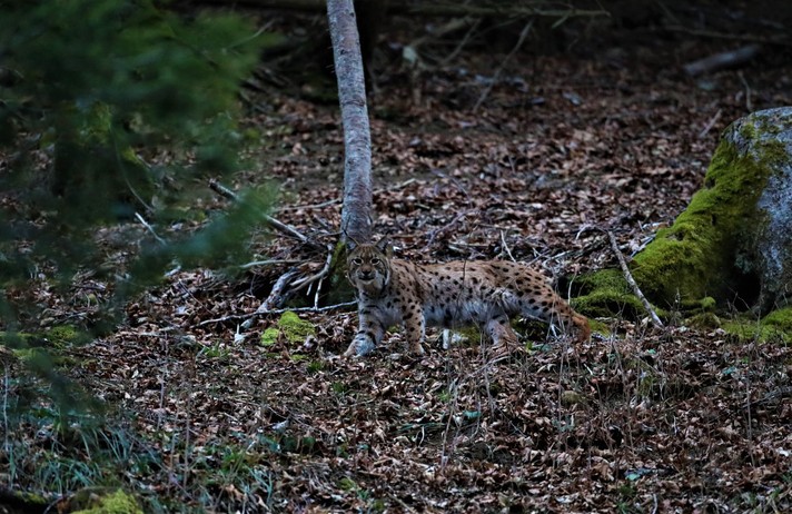 Photo d'un lynx de Jean-Claude Schaller au Val Terbi.