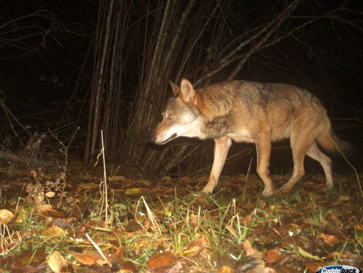 Loup inconnu, piège-photo Vallon de Soulce, novembre 2021. Fondation KORA