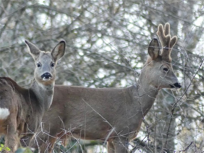 Chevreuils. Photo © J.-C. Beuchat