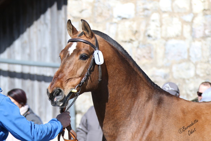 Concours cantonaux étalons. Crédit photo: B. Odiet