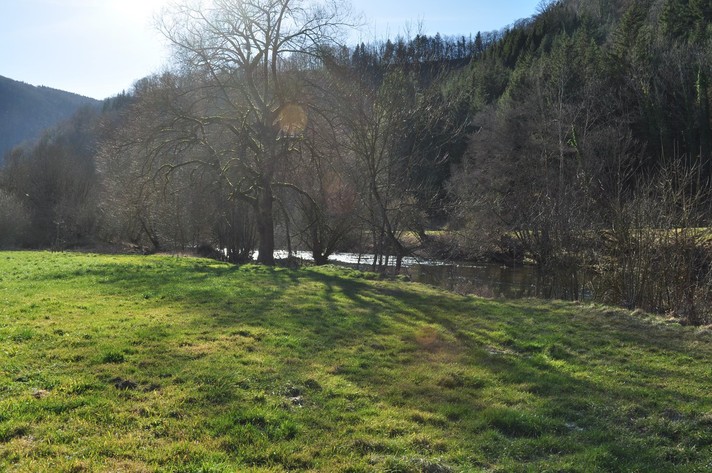 Plus de 3000 arbres et arbustes plantés le long du Doubs.