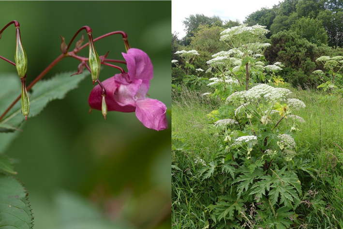 Plantes  envahissantes