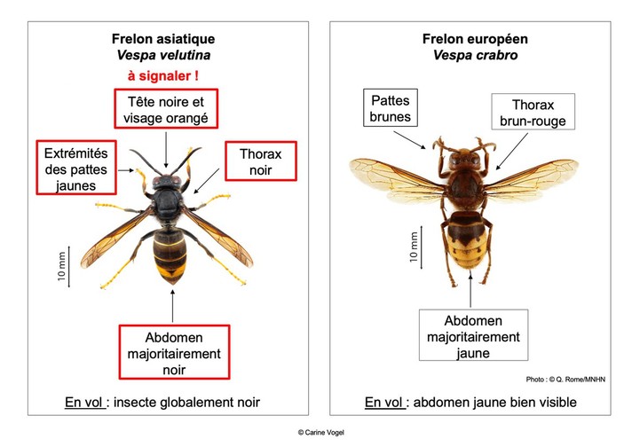 Caractéristiques du frelon asiatique