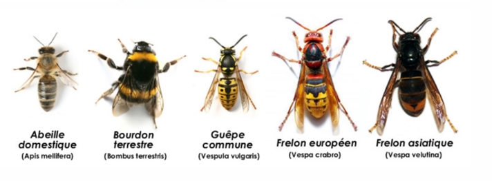 Comparaison des frelons avec les pollinisateurs indigènes