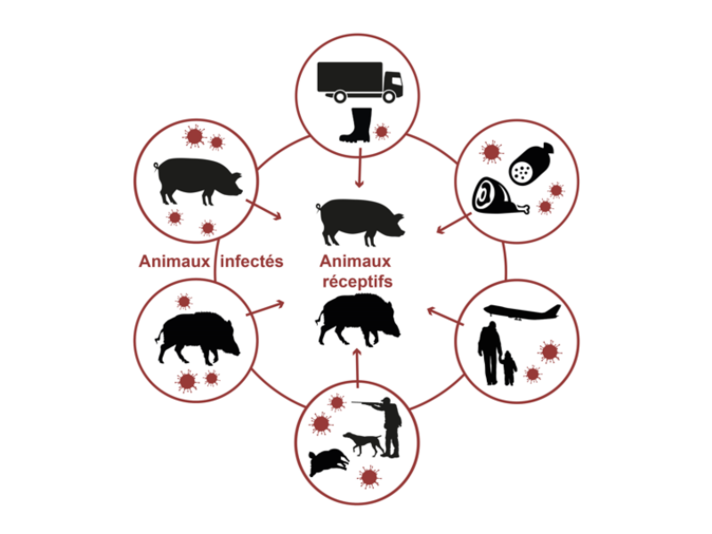 Schéma de propagation de la peste porcine africaine