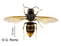 Gros plan d'un frelon asiatique (source : Q. Rome, MNHN)