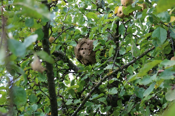 Nid de frelon asiatique découvert dans le Jura en 2024. (Source: FRI)