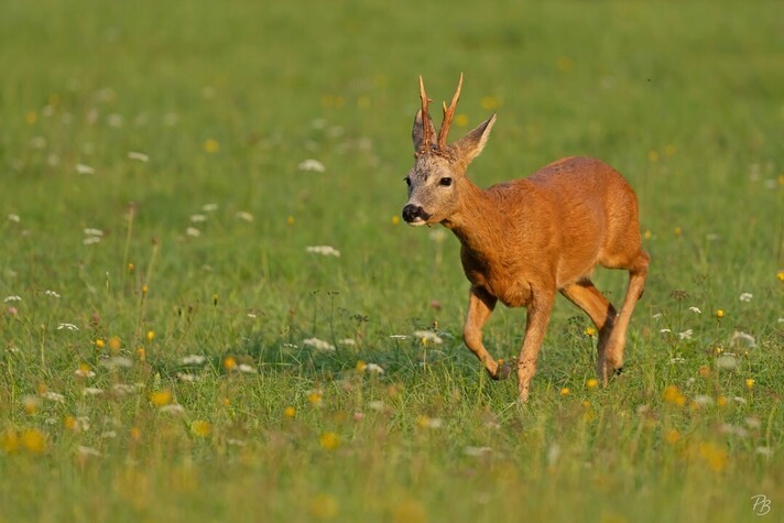 Photo d'un chevreuils des les champs. Source: Pierre Boillat