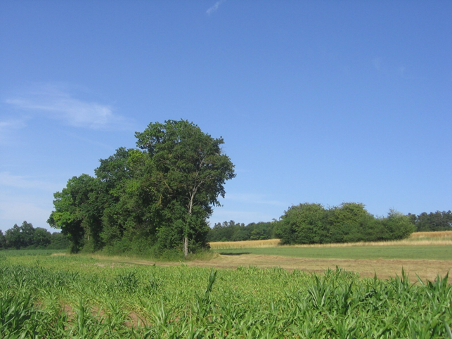 Le bocage: un élément emblématique du paysage jurassien. Source: ENV