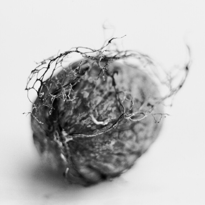 Jacques Bélat, Coing (Cydonia oblonga), 2012 