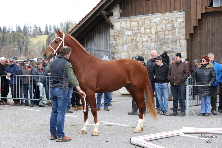 Concours cantonaux chevaux ©Bernadette Odiet