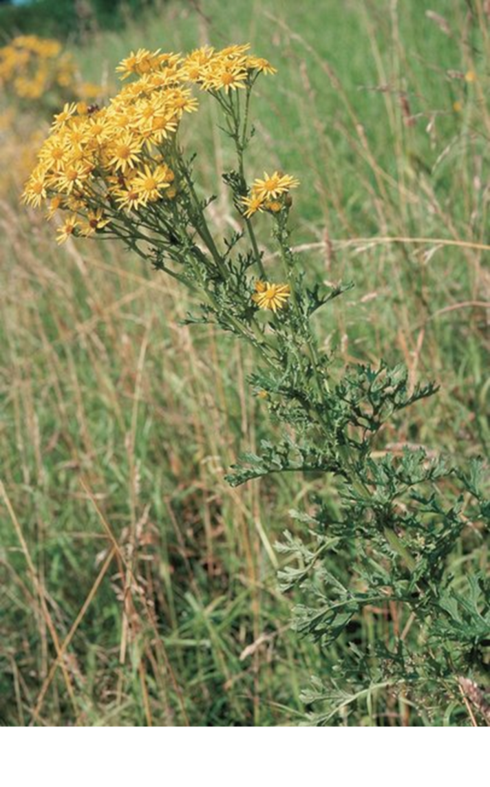 Séneçon jacobée. Photo: Agroscope