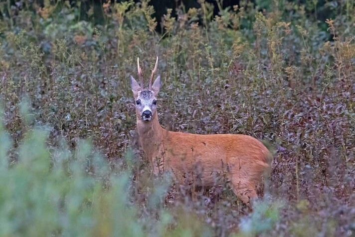 Brocard (photo de Pierre Boillat)