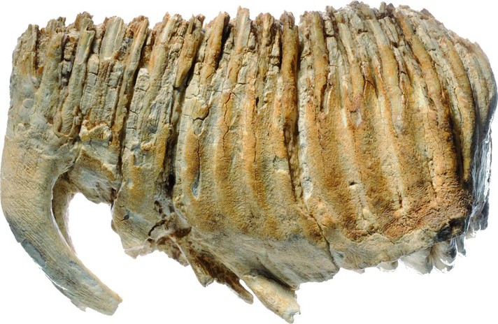 Molaire de mammouth de la combe de Vâ Tche Tchâ, Pléistocène supérieur