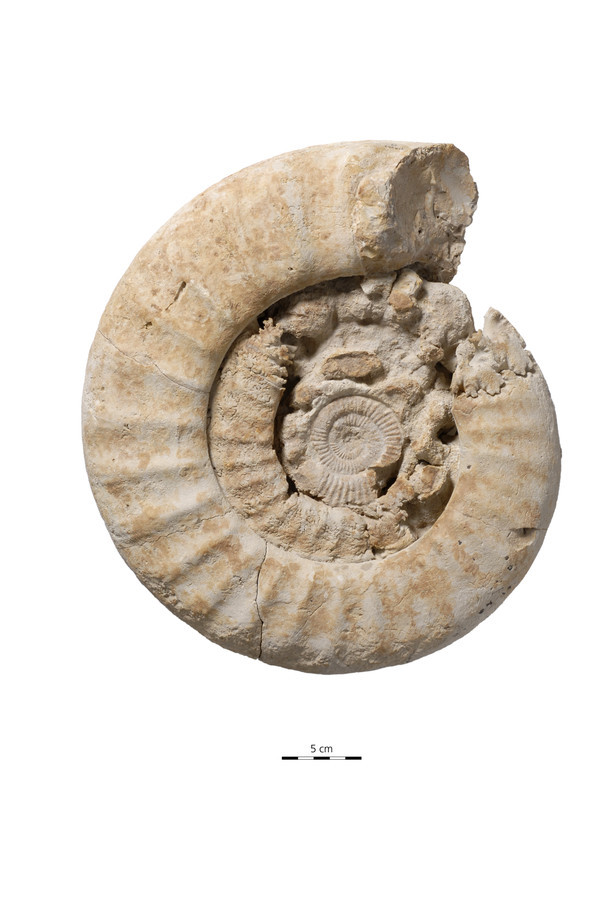 Fossile de la nouvelle espèce d'ammonite Progeronia bruntrutens