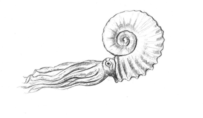 Reconstitution ammonite