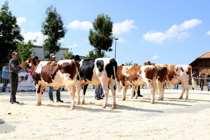 Marché-Concours de taureaux à Saignelégier
