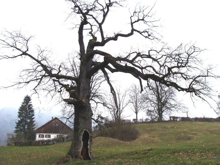 Chêne, commune de Courroux