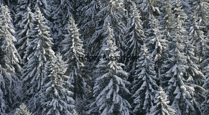 Elément décoratif - Forêt de sapins en hiver