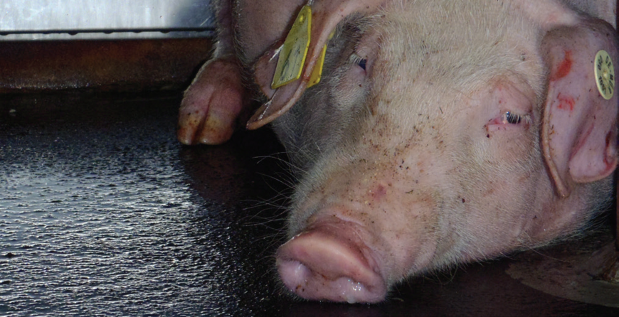 Porc souffrant de la peste porcine africaine