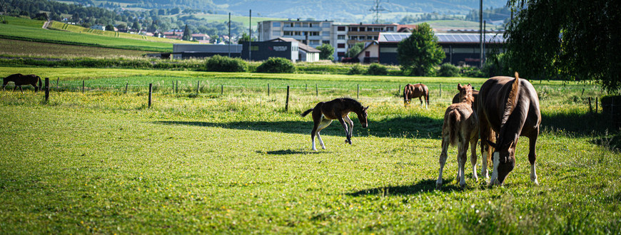 chevaux dans un pâturage