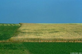 Bonfol, Moncevi. Traces d’un tumulus révélées par des inégalités de croissance du blé (diamètre env. 20 m).
